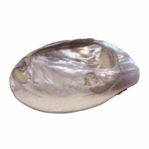 Natural Abalone Smudge Shell